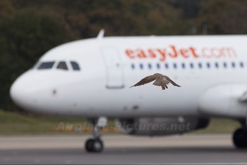 - - easyJet Airbus A319