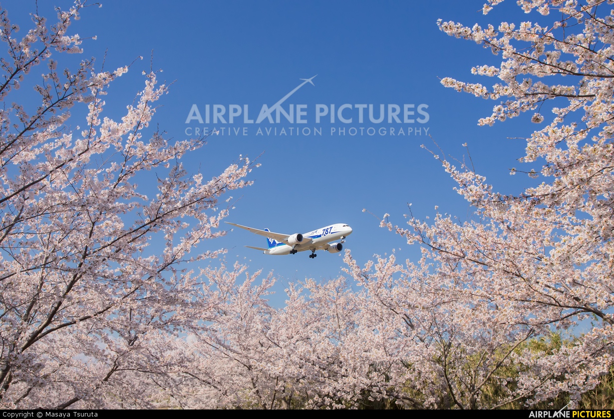 ANA - All Nippon Airways JA812A aircraft at Tokyo - Narita Intl