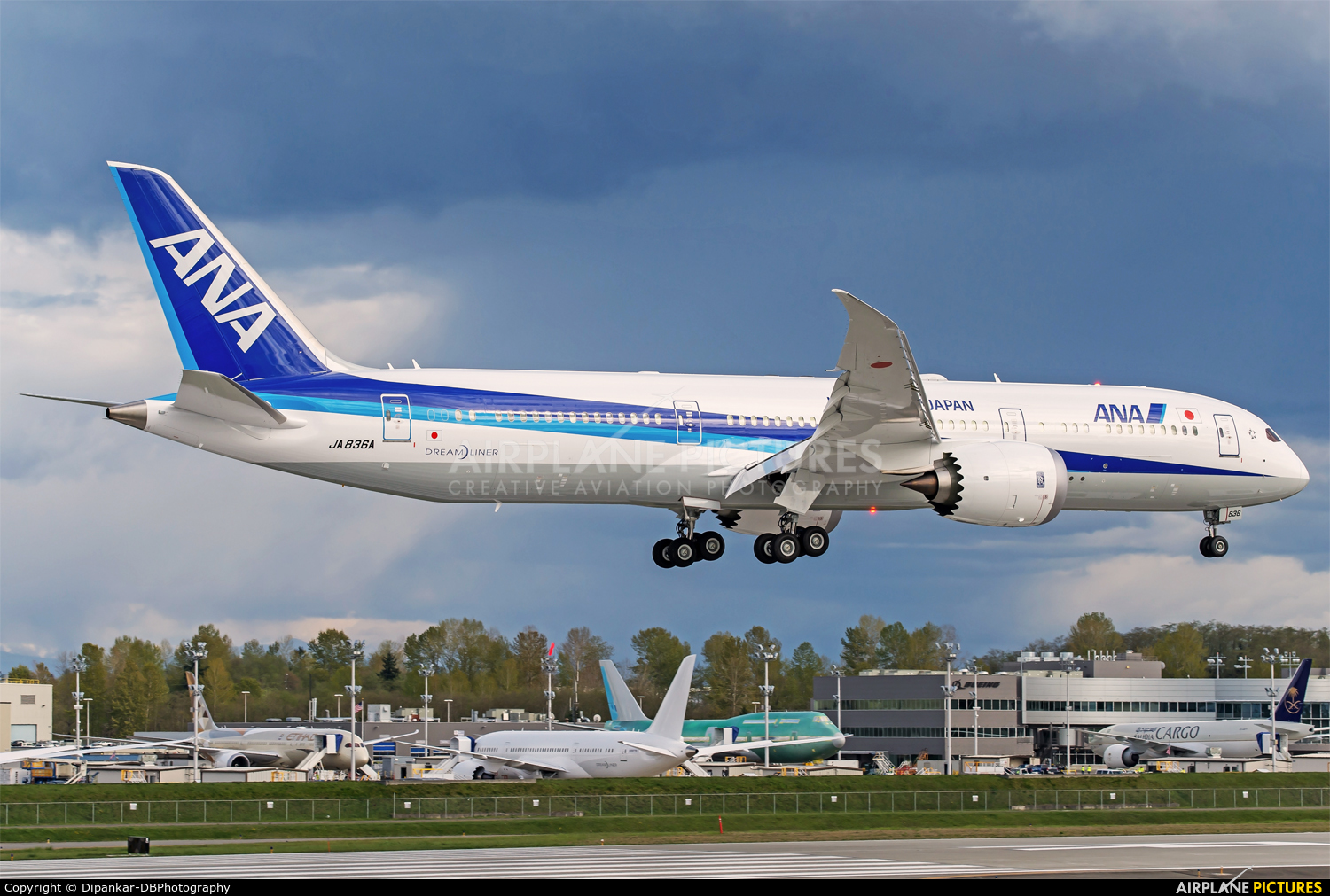 ANA - All Nippon Airways JA836A aircraft at Everett - Snohomish County / Paine Field