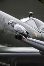- - Netherlands - Air Force Supermarine Spitfire Replica
