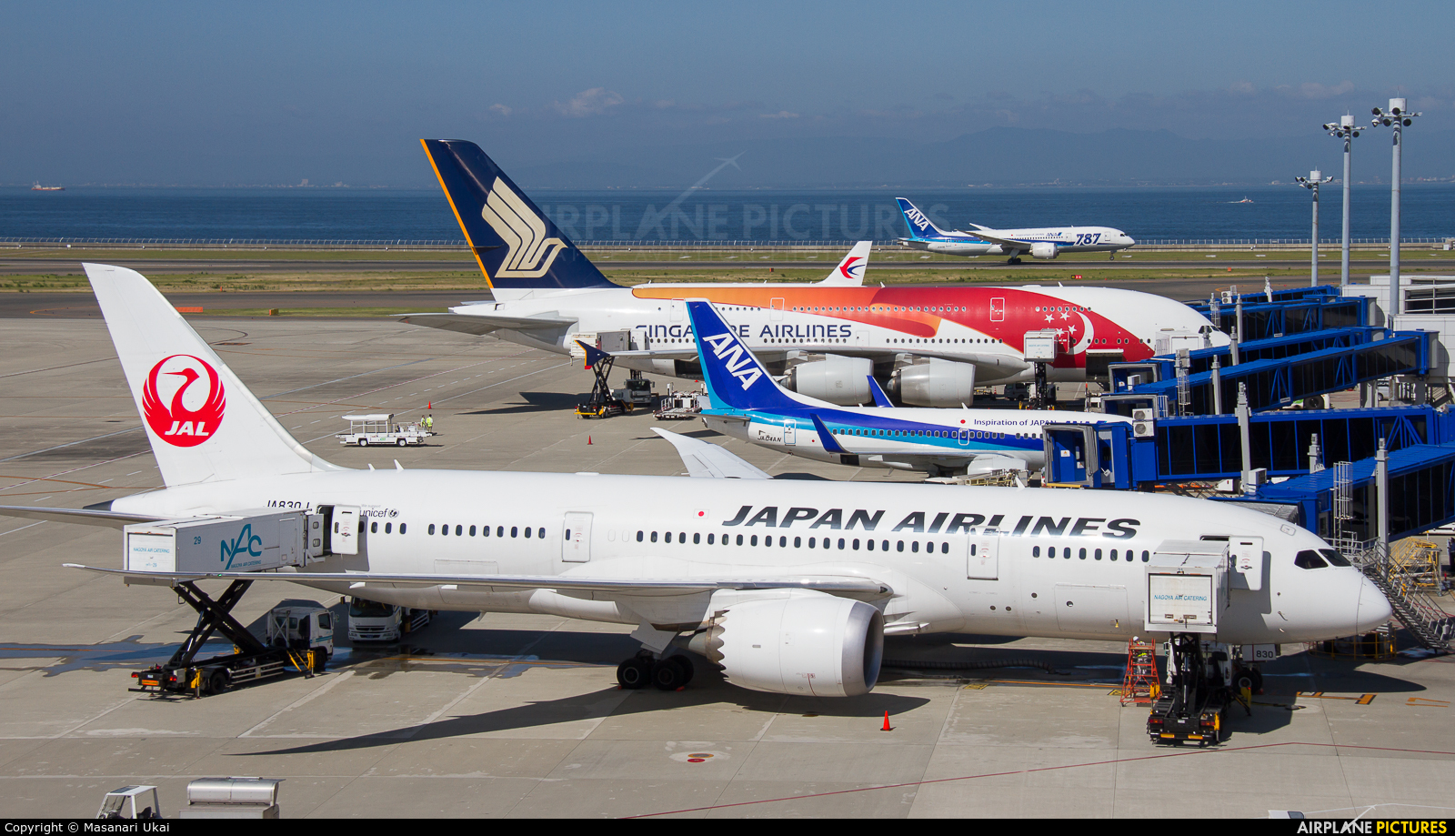 JAL - Japan Airlines JA830J aircraft at Chubu Centrair Intl