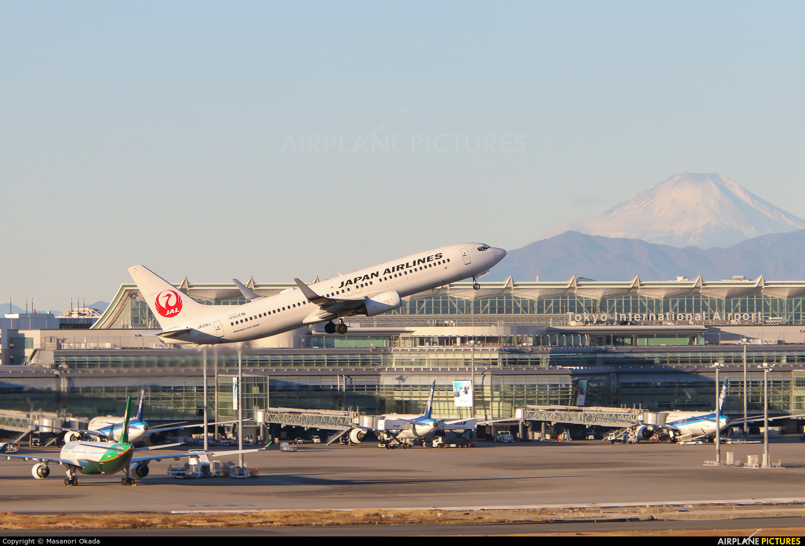 JAL - Japan Airlines JA318J aircraft at Tokyo - Haneda Intl