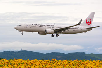 JA309J - JAL - Japan Airlines Boeing 737-800
