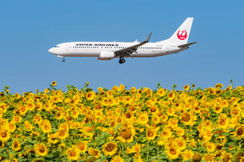 JA344J - JAL - Japan Airlines Boeing 737-800